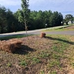 Pine needles