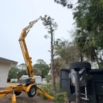 Date palm clean up