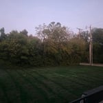 Grass after