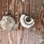 Nest Removal