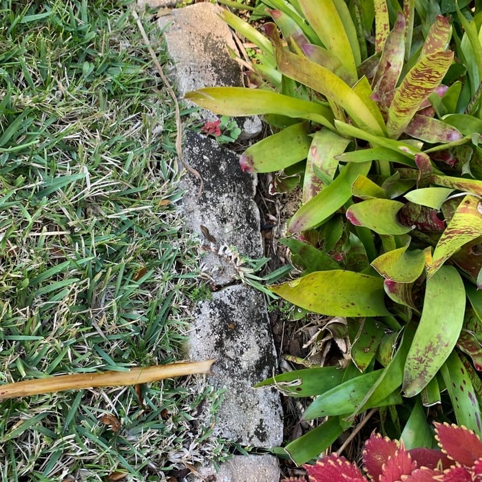 Pavers