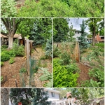 Cedar Fence Repair