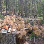 Standing Dead