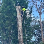Tree Service