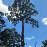 Removed tree