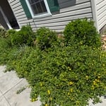 Hedge trimming