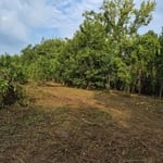 Trail Clearing