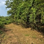 Brush Clearing