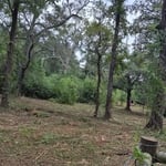 Fence Line Clearing