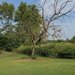 Tree Removal
