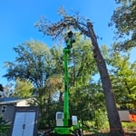100’ Oak