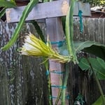 Dragonfruit Trellis