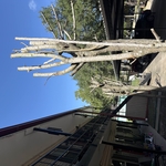 Tree services