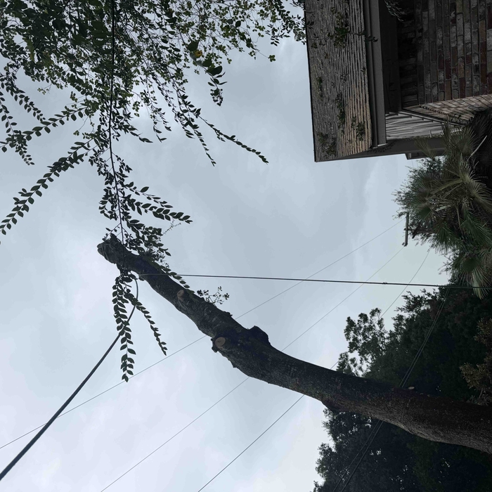Trees