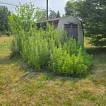 Vegetation clean up