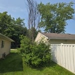 Vegetation clean up