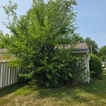 Vegetation clean up