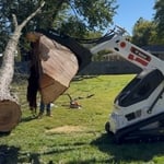 Tree removal