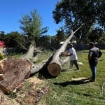 Tree removal