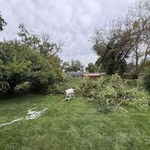 Trimming and removal