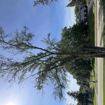 Tree removal job