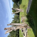 Tree removal job