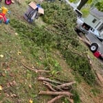 Tree Trimming