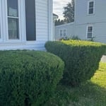 Hedge trimming