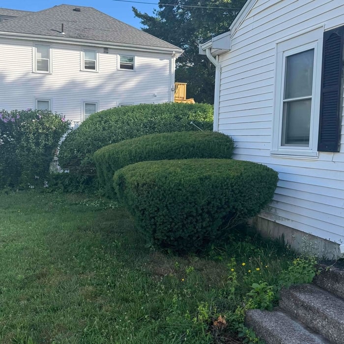 Hedge trimming