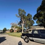 Tree work