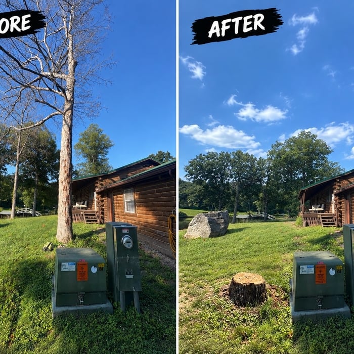 Tree removal