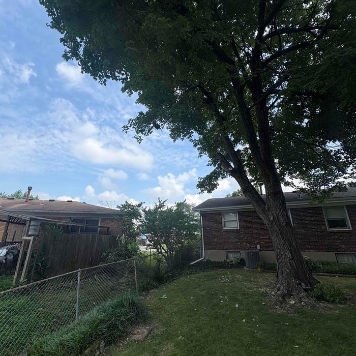 Tree removal