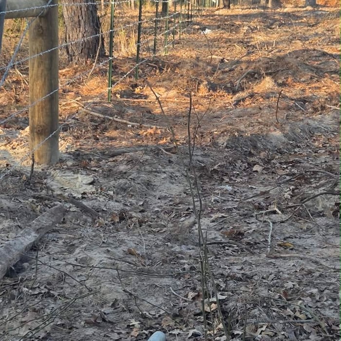 Barbed wire fence
