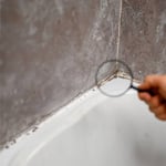 Mold Inspection