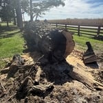 Tree Removal