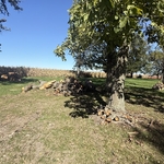 Tree Removal