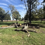 Tree Removal