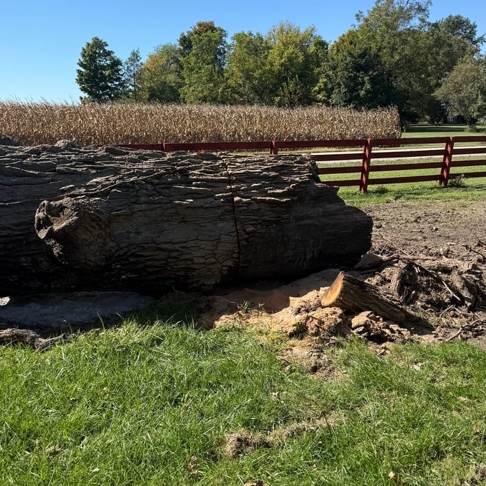 Tree Removal