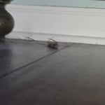 Air BNB cleaning