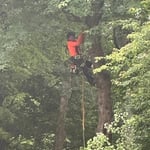 Tree Removal & Pruning 1