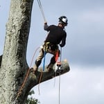 Tree Removal & Pruning 1