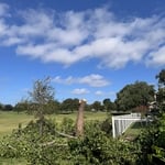 Tree Removal