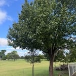 Tree Removal