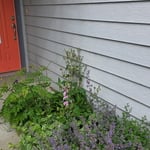 Front & Back Yard Cleanup