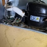 Roaches