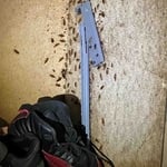 Roaches