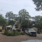 Tree Trimming