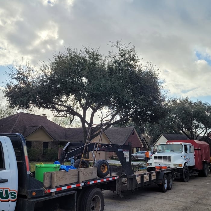 Tree Removal