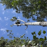 Hazard tree removal