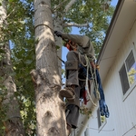 Hazard tree removal